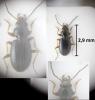 Bembidion gilvipes